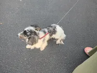 Diamond , a female Miniature Dachshund for sale in Munfordville, KY – 7 of 8