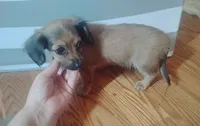 Lilly , a female Miniature Dachshund for sale in Munfordville, KY – 2 of 6