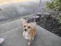 Foxy , a female Chihuahua for sale in Munfordville, KY – 6 of 6