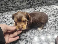 Max, a male Yorkshire Terrier for sale in Munfordville, KY – 3 of 3