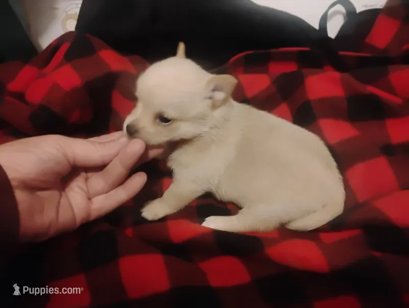 Lilly  – Chihuahua puppy for sale in Munfordville, KY