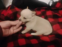 Lilly , a female Chihuahua for sale in Munfordville, KY – 1 of 4