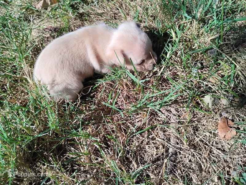 Milo – Chihuahua puppy for sale in Munfordville, KY