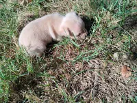 Milo, a male Chihuahua for sale in Munfordville, KY – 1 of 5