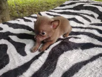 Tinkerbell , a female Chihuahua for sale in Munfordville, KY – 6 of 6