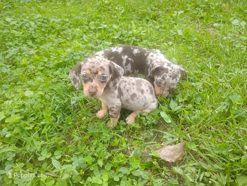 Precious  – Miniature Dachshund puppy for sale in Munfordville, KY