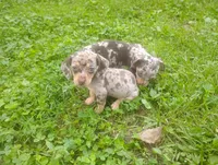 Precious , a female Miniature Dachshund for sale in Munfordville, KY – 1 of 7