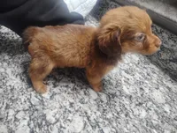 Milo, a male Miniature Dachshund for sale in Munfordville, KY – 4 of 7