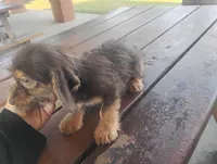 Molly, a female Dachshund and Yorkshire Terrier for sale in Munfordville, KY – 3 of 3