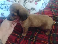Lilly , a female Miniature Dachshund for sale in Munfordville, KY – 5 of 6