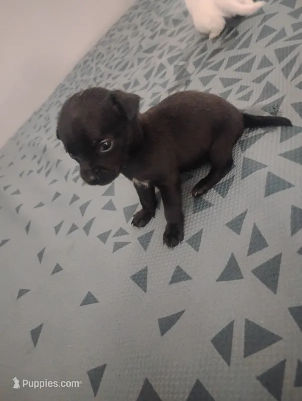 Tinkerbell  – Chihuahua puppy for sale in Munfordville, KY