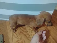 Max, a male Miniature Dachshund for sale in Munfordville, KY – 4 of 6