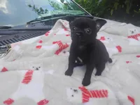 Lilly , a female Chihuahua for sale in Munfordville, KY – 6 of 6