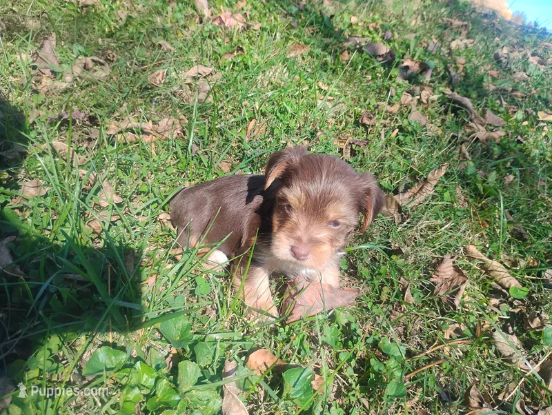 Max, a male Yorkshire Terrier for sale in Munfordville, KY – 1 of 4