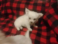 Tinkerbell , a female Chihuahua for sale in Munfordville, KY – 2 of 4