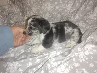 Dolly , a female Miniature Dachshund for sale in Munfordville, KY – 2 of 5