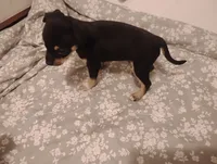 Leo, a male Chihuahua for sale in Munfordville, KY – 3 of 3