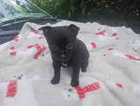 Lilly , a female Chihuahua for sale in Munfordville, KY – 5 of 6