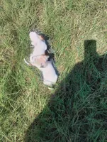 Molly , a female Chihuahua for sale in Munfordville, KY – 5 of 5