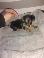Milo, a male Miniature Dachshund for sale in Munfordville, KY – 1 of 6