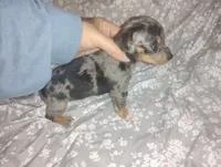 Daisy , a female Miniature Dachshund for sale in Munfordville, KY – 2 of 4