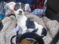 Daisy , a female Chihuahua for sale in Munfordville, KY – 2 of 6