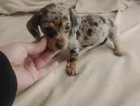 Precious , a female Miniature Dachshund for sale in Munfordville, KY – 5 of 7