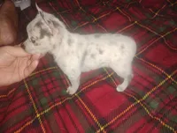 Princess , a female Chihuahua for sale in Munfordville, KY – 4 of 6