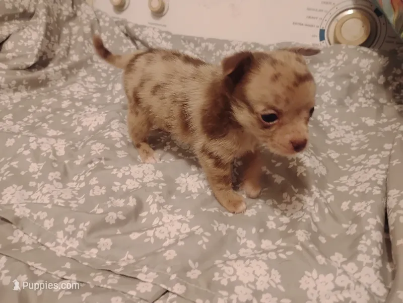 Lilly – Chihuahua puppy for sale in Munfordville, KY
