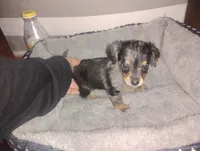 Milo, a male Miniature Dachshund for sale in Munfordville, KY – 3 of 6