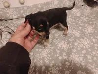 Max, a male Chihuahua for sale in Munfordville, KY – 4 of 4