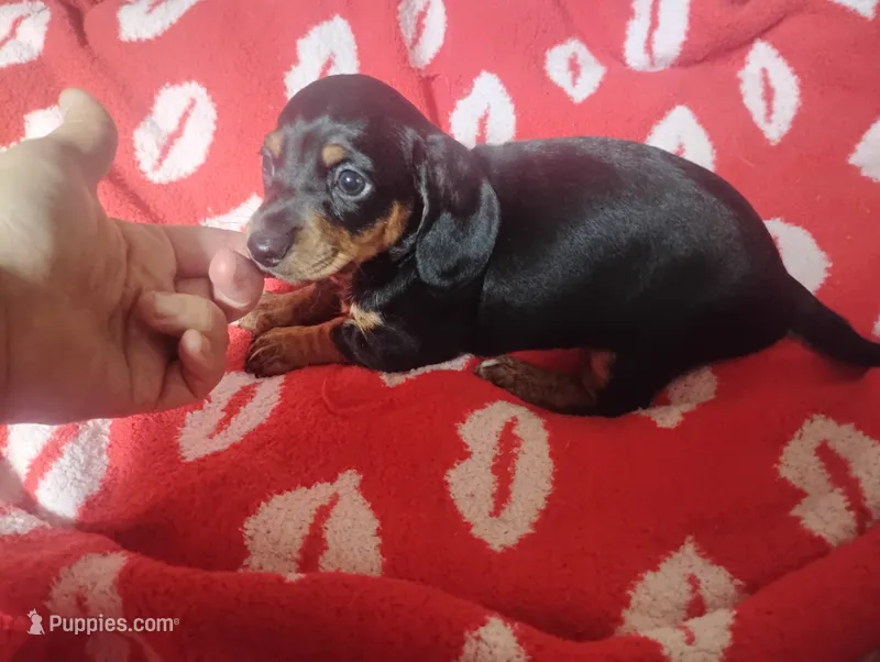 Maverick  – Miniature Dachshund puppy for sale in Munfordville, KY