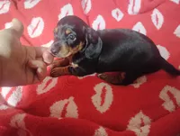 Maverick , a male Miniature Dachshund for sale in Munfordville, KY – 1 of 3