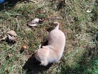 Milo, a male Chihuahua for sale in Munfordville, KY – 2 of 5