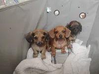 Sassy, a female Miniature Dachshund for sale in Munfordville, KY – 6 of 7