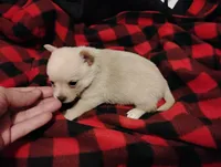 Lilly , a female Chihuahua for sale in Munfordville, KY – 2 of 4