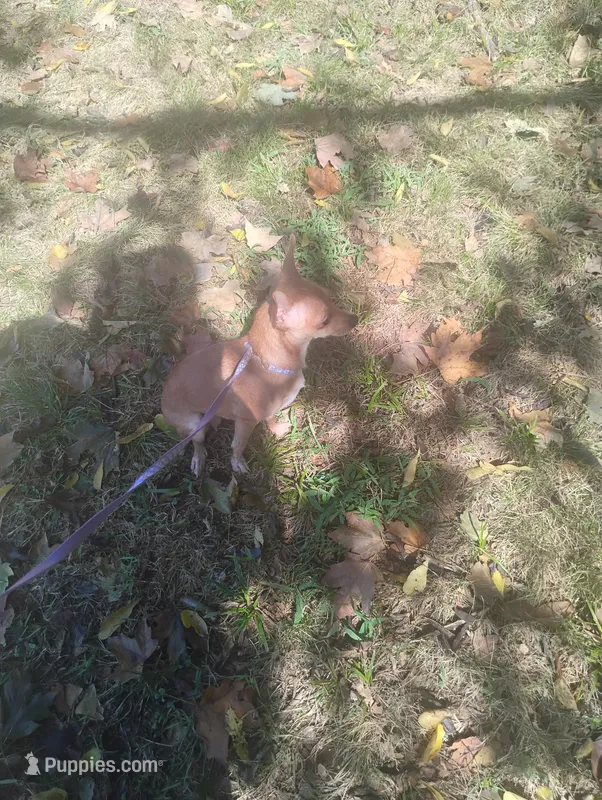Foxy  – Chihuahua puppy for sale in Munfordville, KY