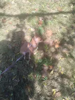 Foxy , a female Chihuahua for sale in Munfordville, KY – 4 of 6