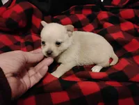 Lilly , a female Chihuahua for sale in Munfordville, KY – 4 of 4