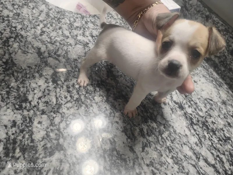 Molly – Chihuahua puppy for sale in Munfordville, KY