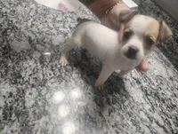 Molly, a female Chihuahua for sale in Munfordville, KY – 1 of 4