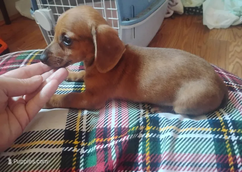 Max – Miniature Dachshund puppy for sale in Munfordville, KY