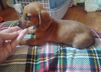 Max, a male Miniature Dachshund for sale in Munfordville, KY – 1 of 6