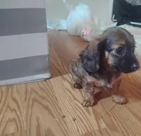 Molly, a female Miniature Dachshund for sale in Munfordville, KY – 4 of 6