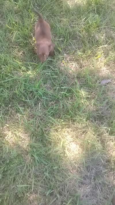 Milo, a male Miniature Dachshund for sale in Munfordville, KY – 6 of 7