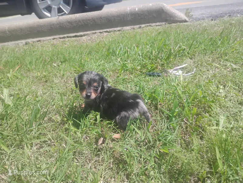 Max – Dachshund puppy for sale in Munfordville, KY