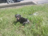 Max, a male Dachshund for sale in Munfordville, KY – 1 of 7
