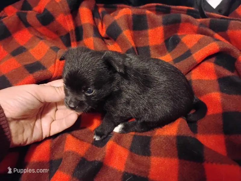 Molly – Chihuahua puppy for sale in Munfordville, KY