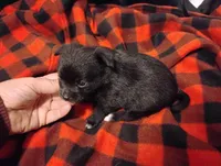 Molly, a female Chihuahua for sale in Munfordville, KY – 1 of 1