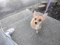 Foxy , a female Chihuahua for sale in Munfordville, KY – 5 of 6